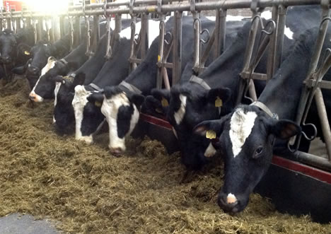 Dry Cow and Pre-Calving Feeds