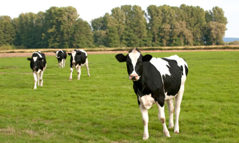 Heifer Feed