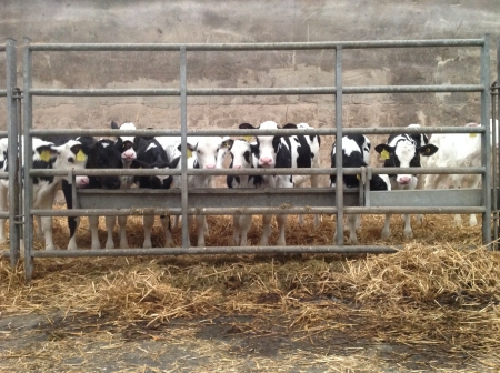 Calf Feed